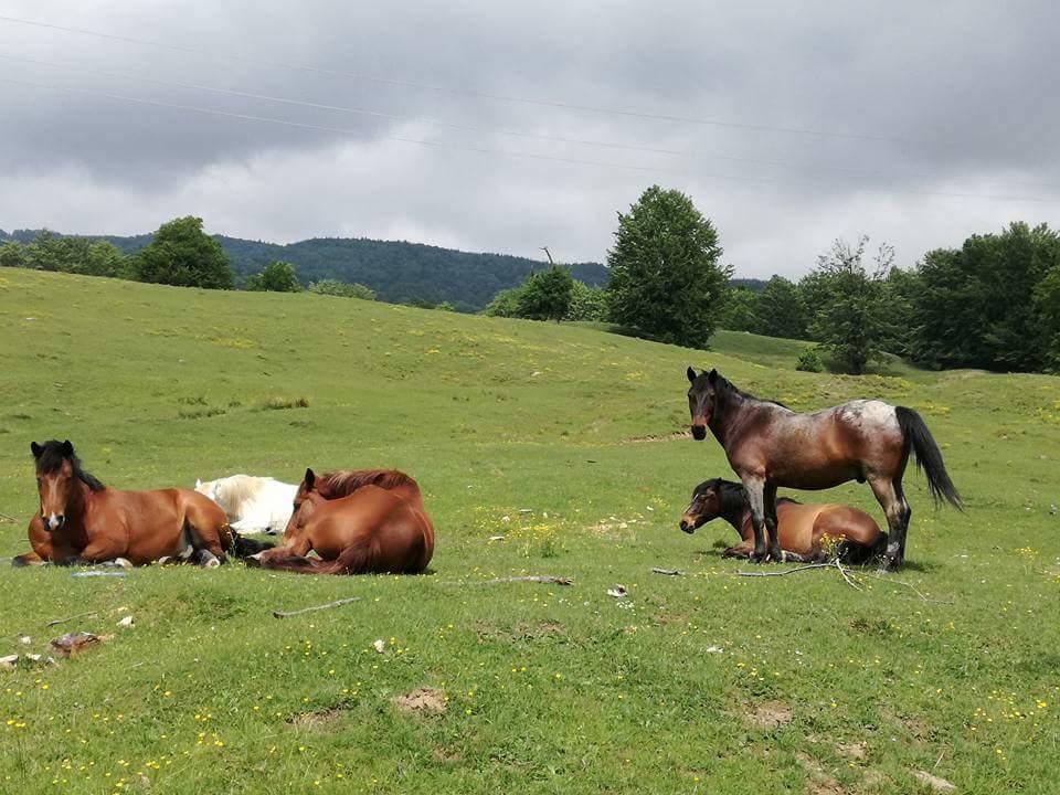 Casa Din Piatra Hotel Poiana  Bagian luar foto